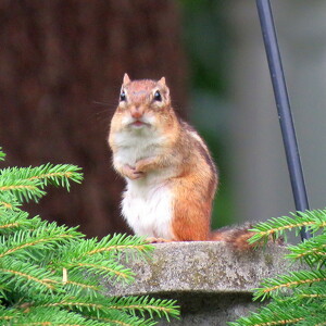 Fundraising Page: Abby Teresa